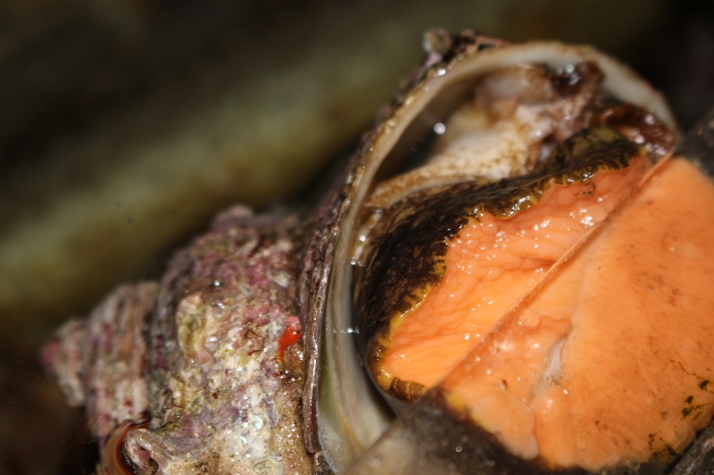 Fresh Turbo Shellfish Sashimi