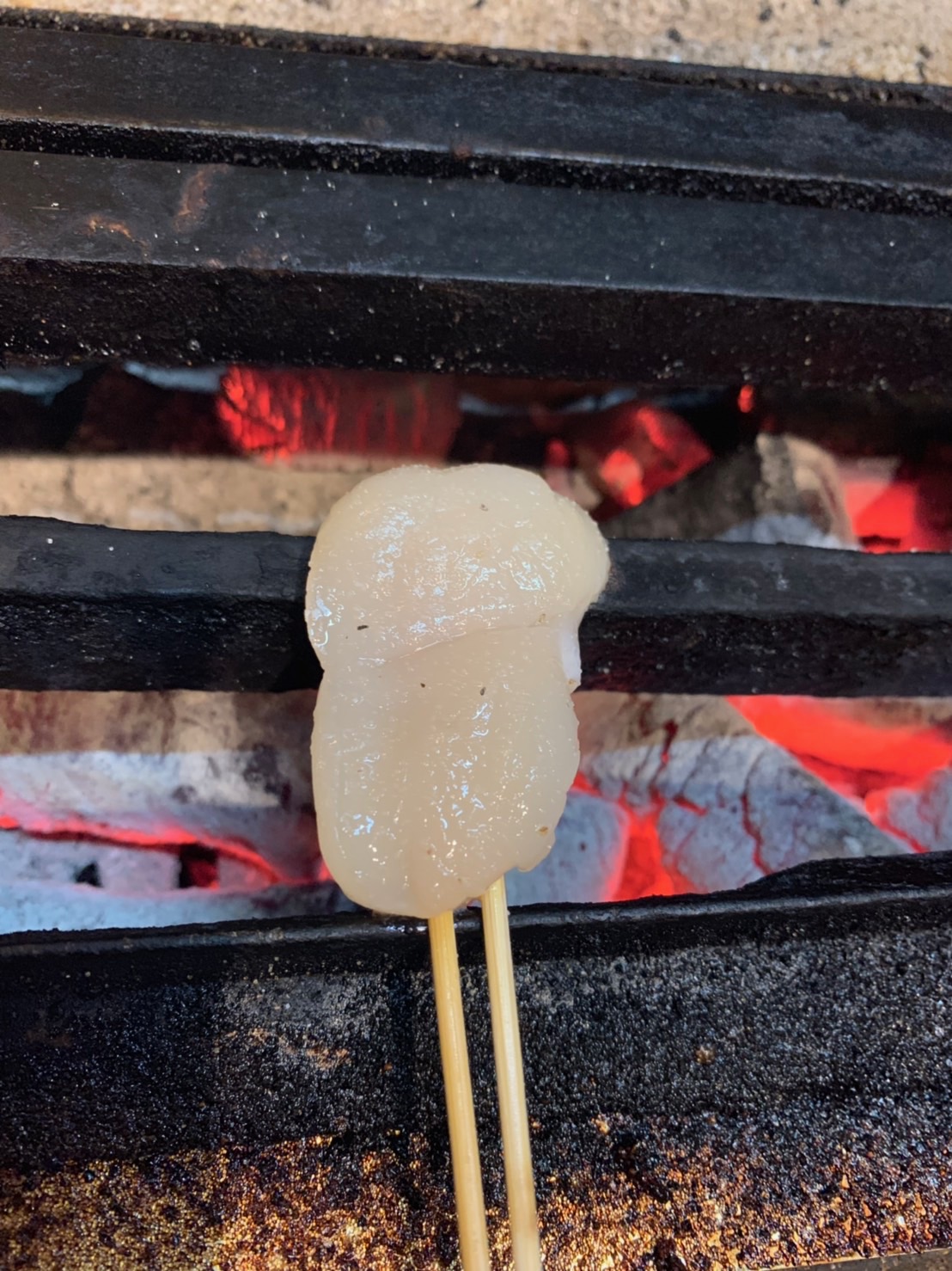海贝 闭壳肌